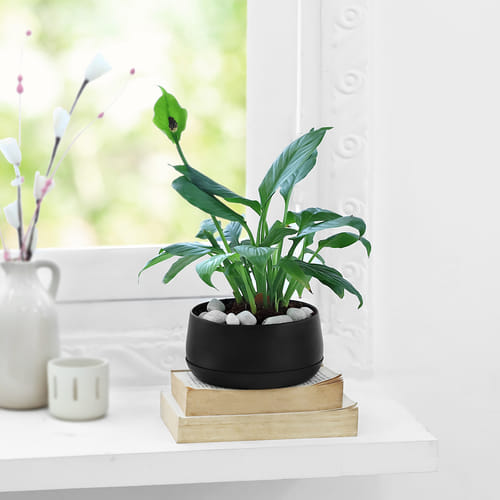 Peaceful Greens
