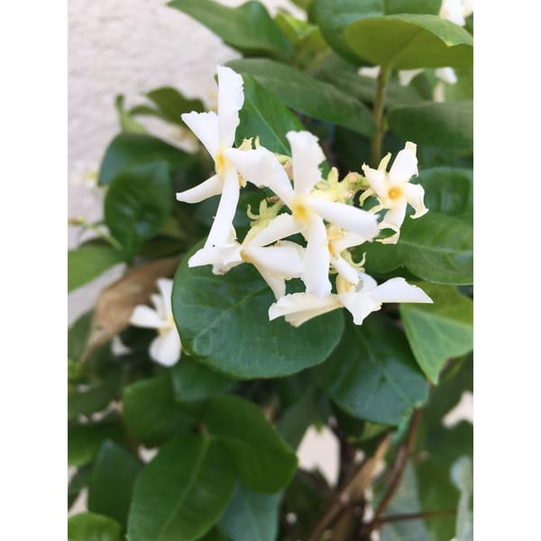 Jasmine Plant