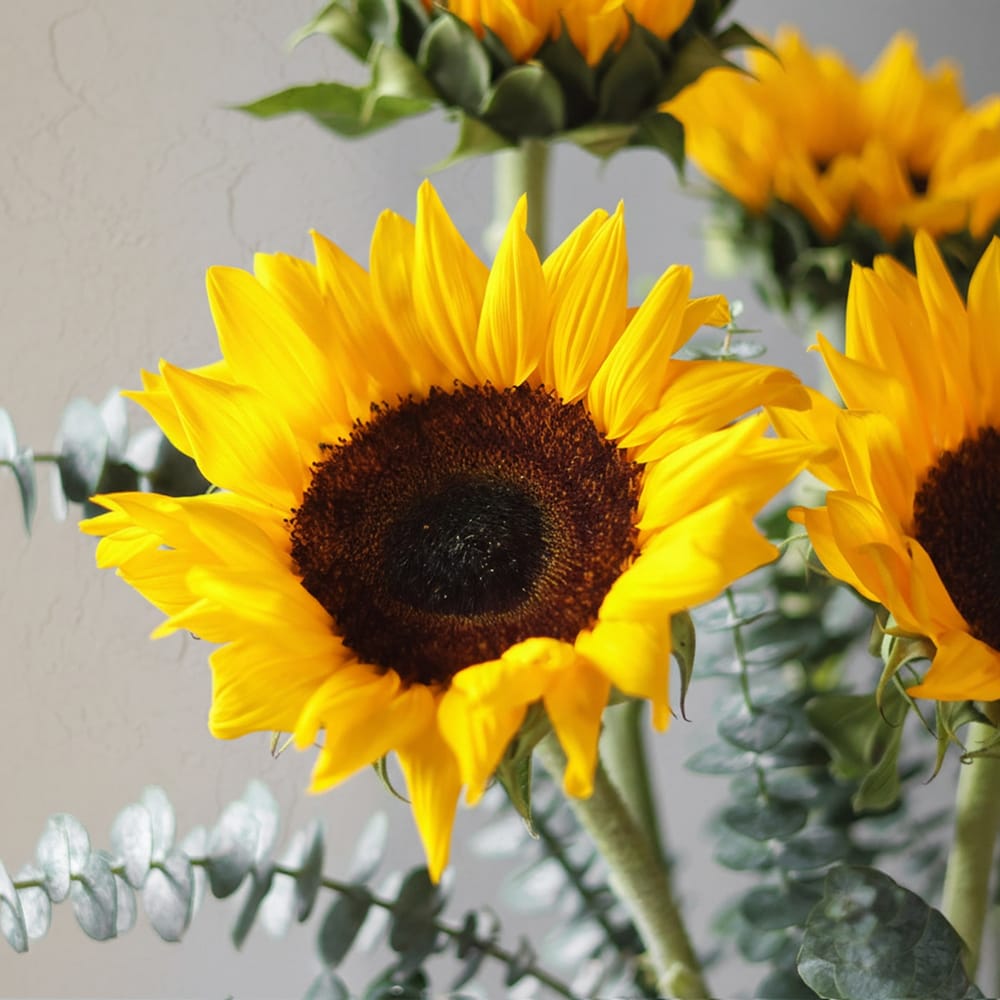 The Sunflower Edit: Order Birthday Flowers Online | Interflora