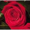 12 roses medium stemmed Online