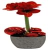Amaryllis Online