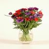 Anemone coronarias bouq Online