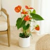 Anthurium Online