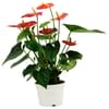 Anthurium Online