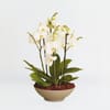 Arrangement of orchids Online