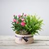 Arrangement of Plants. Online