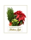 Arrangement of plants - Christmas Style Online
