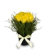 Arrangement of Tulips Spring-Hit Online