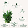 Gift Axis Bank Burgundy Peace Lily Plant