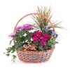 Basket of Plants Online