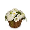 Basket Spring Dream Online