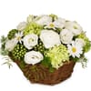 Basket Spring Dream Online