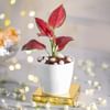 Gift Blooming Prosperity