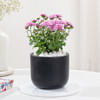 Blossoming Chrysanthemum And Midnight Clay Pot Online