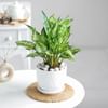 Shop Bright Beginning
