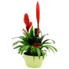 Bromelias Online