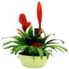 Bromelias Online