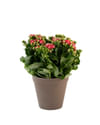 Calandiva  orange 242645 Online