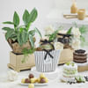 Calathea Wishes Online