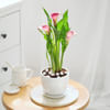 Gift Calla Lily Plant With Planter