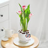 Gift Calla Lily Plant With Planter