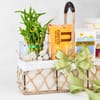 Buy Calm & Indulgence Bamboo Plant Gift Hamper