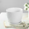 Shop Celestial White Orchid
