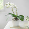 Gift Celestial White Orchid