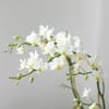 Buy Celestial White Orchid