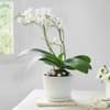 Celestial White Orchid