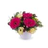 Centrepiece of Fuchsia Gerbera Daisies Online