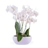 Centrepiece of white Phalaenopsis plants Online