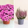 Chrysantheme et bruyere Online