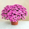 Chrysantheme rose Online