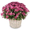 Chrysanthemum 'Hope' pink, for the cemetery Online