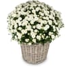 Chrysanthemum 'Rest in Peace' white, for the cemetery Online