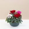Composition Cyclamens Online