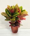 Croton Online