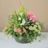 Delicates pensees Online