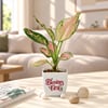 Shop Diwali Blessings & Abundance Plant Gift - Set of 2