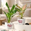 Diwali Blessings & Abundance Plant Gift - Set of 2 Online