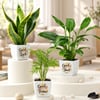 Diwali Green Wishes Trio - Set of 3 Online