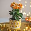 Buy Diwali Sparkle