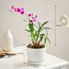 Shop Elegant Orchid Plant For Mother's Day