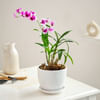 Elegant Orchid Plant For Mother's Day Online