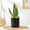 Gift Elegant Snake Plant In Black And Gold Pot