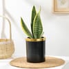 Elegant Snake Plant In Black And Gold Pot Online