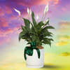 Elphaba's Emerald Glow Plant Online