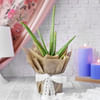 Buy Enchanted Floral Garden in Green Box for Mom