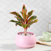 Gift Ethereal in Pink